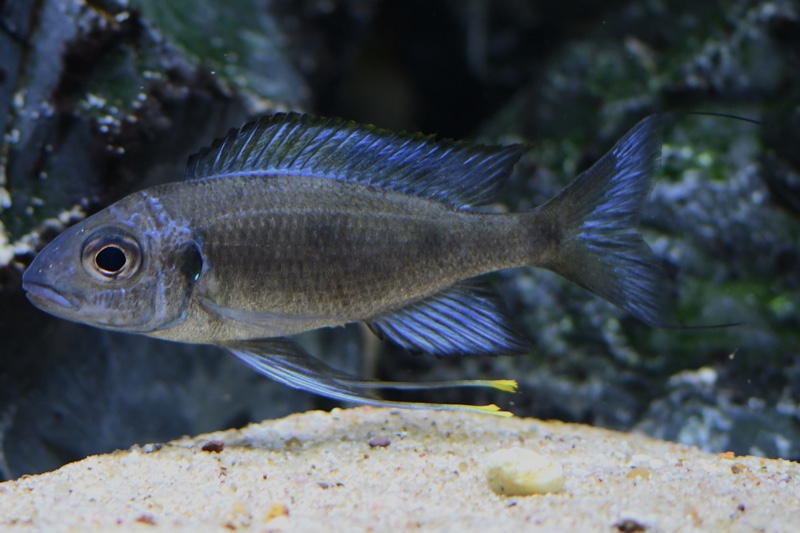 Ophthalmotilapia sp. 'paranasuta' Nyanza-Lac